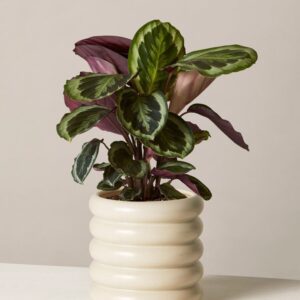 Calathea Medallion | Houseplants